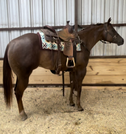 HorseID: 2303767 Elustrious - PhotoID: 1086511