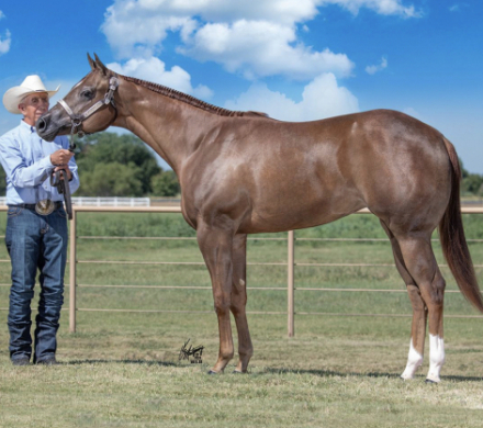 HorseID: 2303767 Elustrious - PhotoID: 1086512