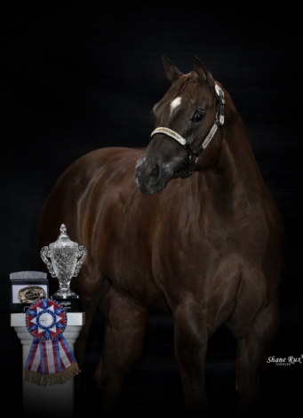 HorseID: 2303767 Elustrious - PhotoID: 1086513