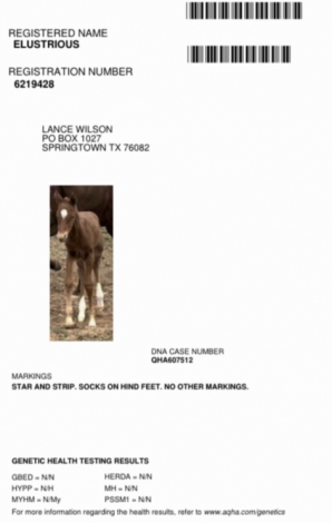 HorseID: 2303767 Elustrious - PhotoID: 1086514