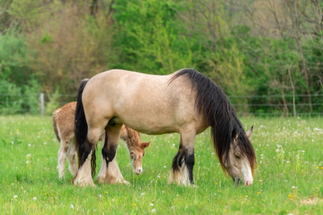 HorseID: 2303770 MMFs Crown Jewel - PhotoID: 1086516