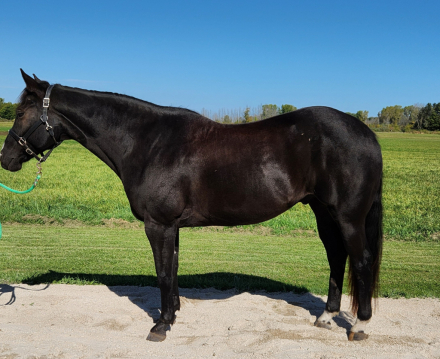 HorseID: 2303771 BMQ IM A NEAT LEAGACY - PhotoID: 1086521