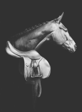 HorseID: 2303772 Cowboy Classic - PhotoID: 1086576