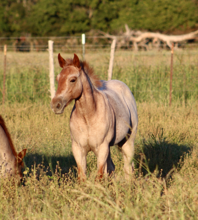 HorseID: 2303773 BC PLAY TAG LUCY - PhotoID: 1086523