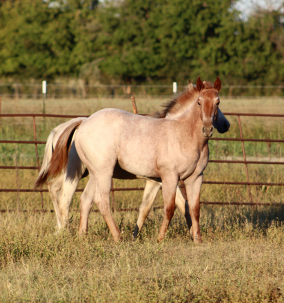 HorseID: 2303773 BC PLAY TAG LUCY - PhotoID: 1086524