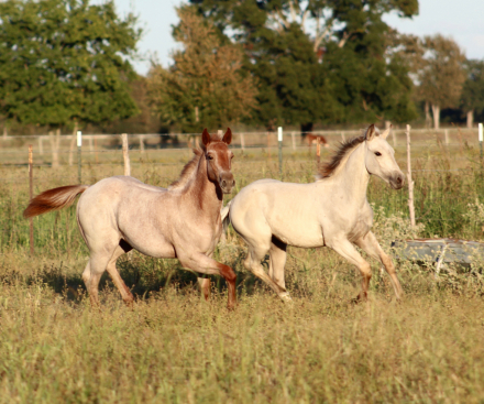 HorseID: 2303773 BC PLAY TAG LUCY - PhotoID: 1086525