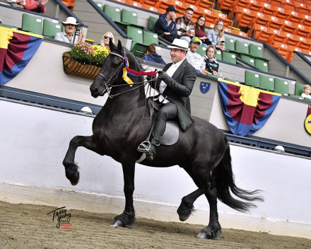 HorseID: 2303776 Idool fan Dijmaniaste - PhotoID: 1086527