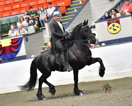 HorseID: 2303776 Idool fan Dijmaniaste - PhotoID: 1086528