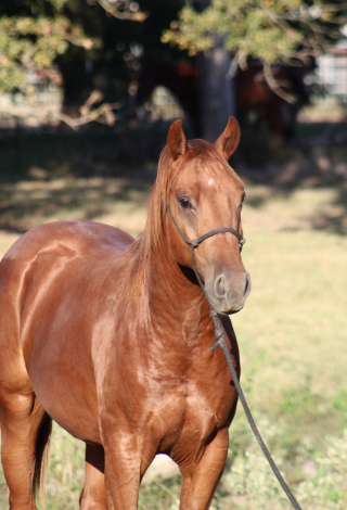 HorseID: 2303778 BC SMART CAT CLARK - PhotoID: 1086529