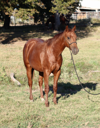 HorseID: 2303778 BC SMART CAT CLARK - PhotoID: 1086530