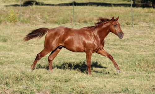 HorseID: 2303778 BC SMART CAT CLARK - PhotoID: 1086531