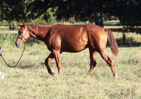 HorseID: 2303778 BC SMART CAT CLARK - PhotoID: 1086532