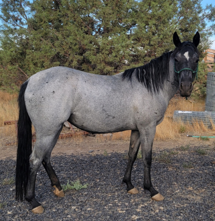 HorseID: 2303784 HV LIL COWGIRL DRAMA - PhotoID: 1086534