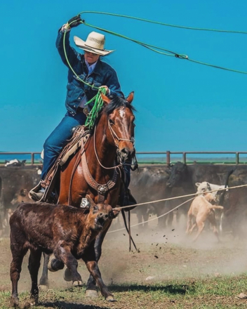 HorseID: 2303785 Joker - PhotoID: 1086535