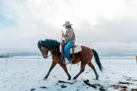 HorseID: 2303785 Joker - PhotoID: 1086536