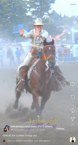 HorseID: 2303785 Joker - PhotoID: 1086537