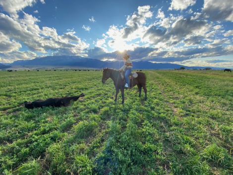 HorseID: 2303785 Joker - PhotoID: 1086538