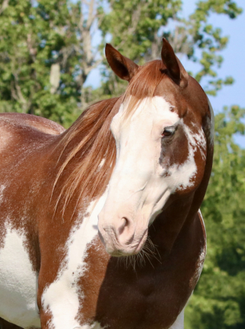 HorseID: 2303788 FoxyVerse - PhotoID: 1086539