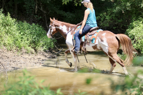 HorseID: 2303788 FoxyVerse - PhotoID: 1086540