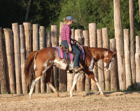 HorseID: 2303788 FoxyVerse - PhotoID: 1086541