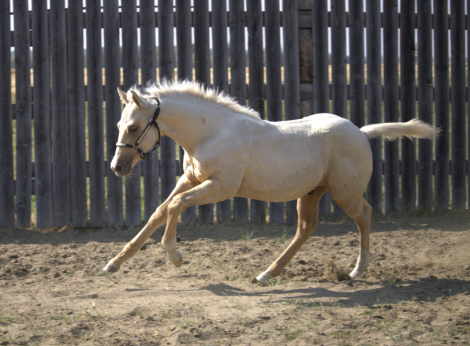 HorseID: 2303789 Silver Tradition - PhotoID: 1086544