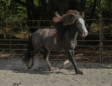 HorseID: 2303791 Tinkerbell - PhotoID: 1086543