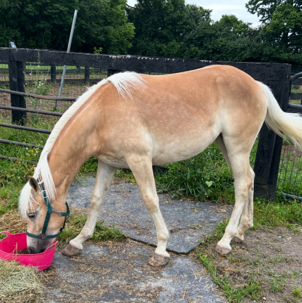 HorseID: 2303796 Noralena of Maple Grove - PhotoID: 1086545