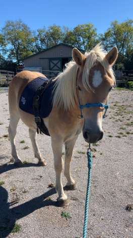 HorseID: 2303796 Noralena of Maple Grove - PhotoID: 1086546