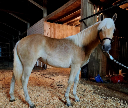 HorseID: 2303796 Noralena of Maple Grove - PhotoID: 1086547