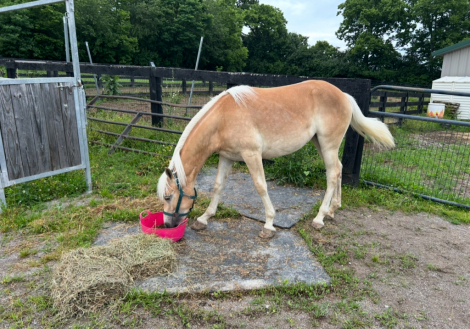 HorseID: 2303796 Noralena of Maple Grove - PhotoID: 1086548