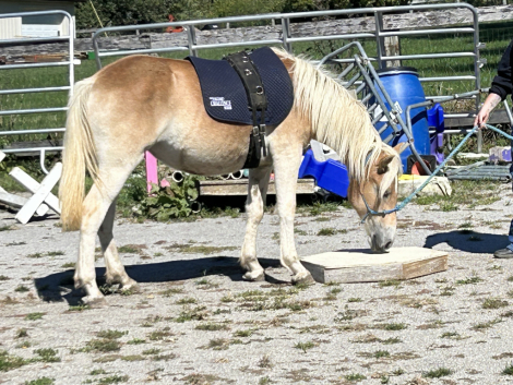 HorseID: 2303796 Noralena of Maple Grove - PhotoID: 1086648