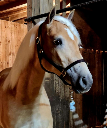 HorseID: 2303796 Noralena of Maple Grove - PhotoID: 1086649