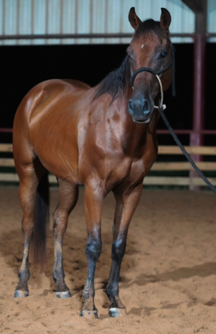 HorseID: 2303798 Play gun - PhotoID: 1086549