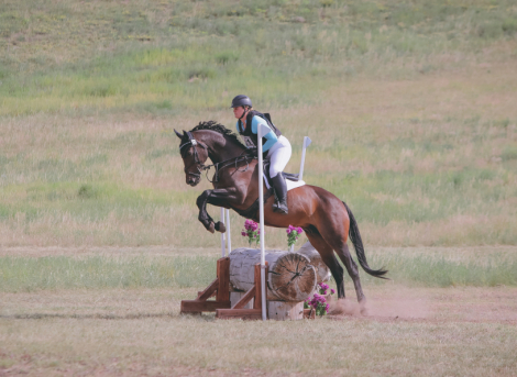 HorseID: 2303799 TF LUMINESCENCE - PhotoID: 1086968