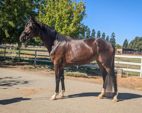 HorseID: 2303800 Dolce - PhotoID: 1086551