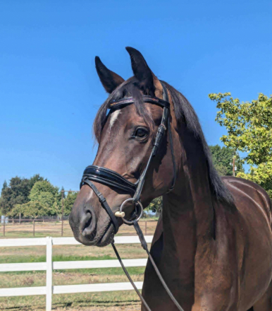 HorseID: 2303800 Dolce - PhotoID: 1086552