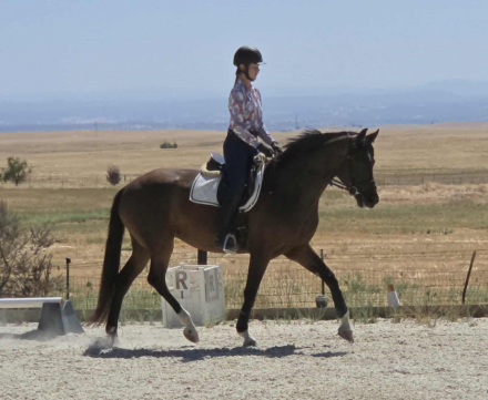 HorseID: 2303800 Dolce - PhotoID: 1086553