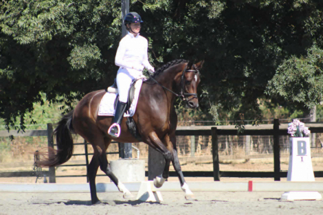 HorseID: 2303800 Dolce - PhotoID: 1086554