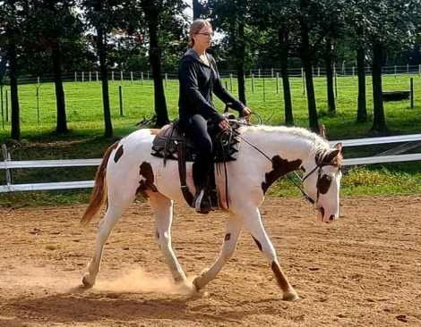 HorseID: 2303806 Fancy and Docile, Hypoallergenic Bashkir Curly - PhotoID: 1086974