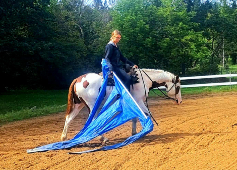 HorseID: 2303806 Fancy and Docile, Hypoallergenic Bashkir Curly - PhotoID: 1086977