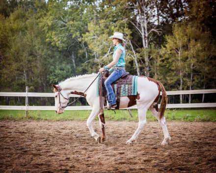 HorseID: 2303806 Fancy and Docile, Hypoallergenic Bashkir Curly - PhotoID: 1086979