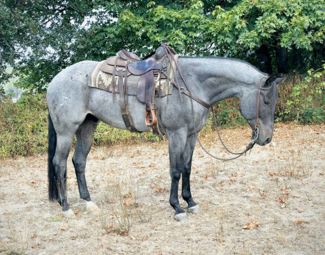 HorseID: 2303810 BLUE ROOSTER - PhotoID: 1086561