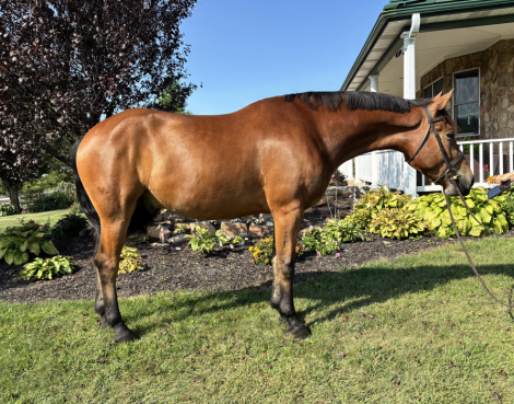 HorseID: 2303811 Dallas - PhotoID: 1086562