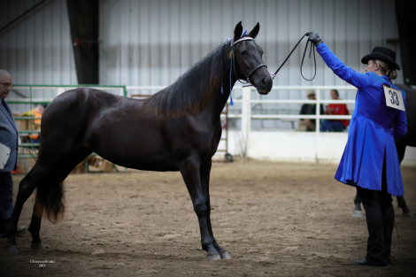 HorseID: 2303812 Roses All Around - PhotoID: 1086563