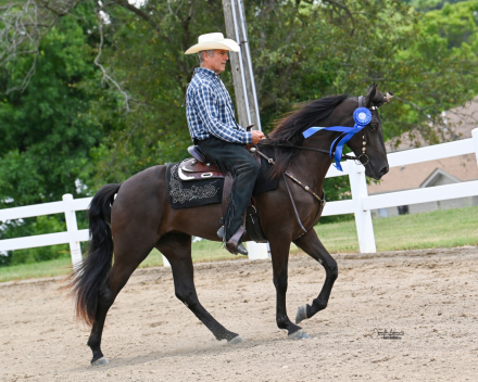 HorseID: 2303812 Roses All Around - PhotoID: 1086565