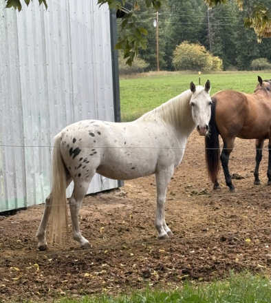 HorseID: 2303815 Feather - PhotoID: 1086566