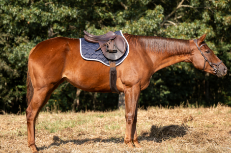 HorseID: 2303816 Stay Wonderful - PhotoID: 1086567