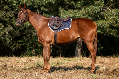 HorseID: 2303816 Stay Wonderful - PhotoID: 1086568