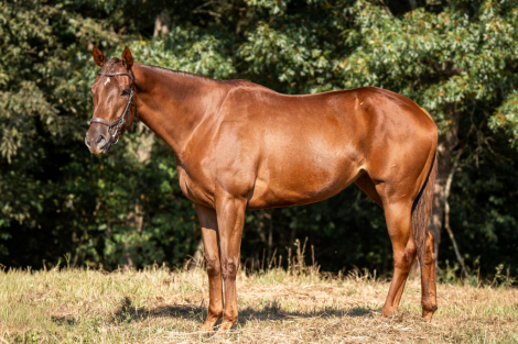 HorseID: 2303816 Stay Wonderful - PhotoID: 1086569