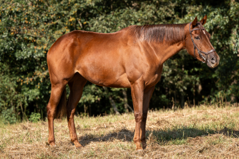 HorseID: 2303816 Stay Wonderful - PhotoID: 1086570